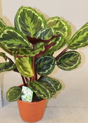Calathea, Peacock Plant or Zebra Plant نبات زيبر ا