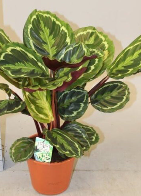 Calathea, Peacock Plant or Zebra Plant نبات زيبر ا