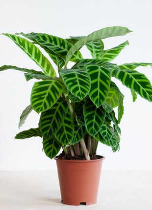 Calathea zebrina &#8220;Zebra Plant&#8221; 20-25cm