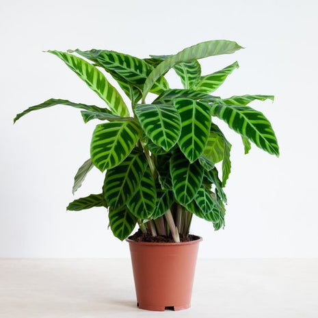 Calathea zebrina &#8220;Zebra Plant&#8221; 20-25cm