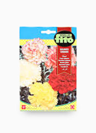 Campanula Giant Mix 15cm