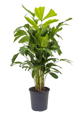 https://i0.wp.com/www.greensouq.ae/wp-content/uploads/2017/11/Caryota-mitis-Fish-Tail-Palm.webp?fit=1024%2C1024&ssl=1