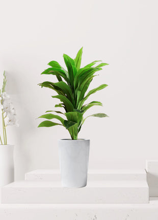 Artificial Dracaena Compacta 80cm