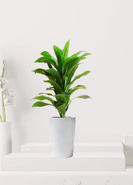 Artificial Dracaena Compacta 80cm