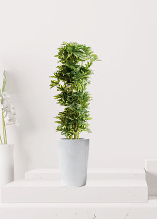 Artificial Schefflera arboricola &#8220;Gold Capella&#8221; 120cm