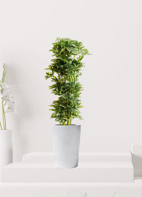 Artificial Schefflera arboricola &#8220;Gold Capella&#8221; 120cm