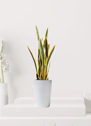 Artificial Sansevieria trifasciata &#8220;Snake Plant&#8221; 95cm