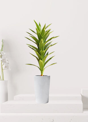 Artificial Dracaena fragrans “Golden Coast” 130cm