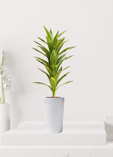 Artificial Dracaena fragrans “Golden Coast” 130cm