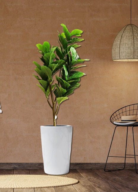 Artificial Ficus lyrata or Fiddle Leaf Fig Tree 1.5m