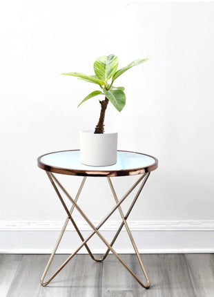 Ficus Variegated &#8211; 30cm