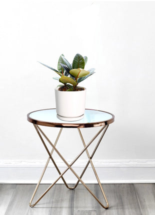 Ficus Elastica “Abidjan” (Rubber Plant – Holland 3pp) – 30cm