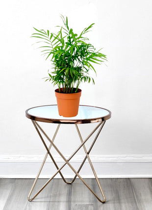 Chamaedorea Elegans, Parlour Palm or Bamboo Palm