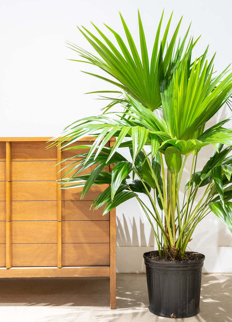 Livistona Palm | Chinese Fan palm 0.8-1m Height