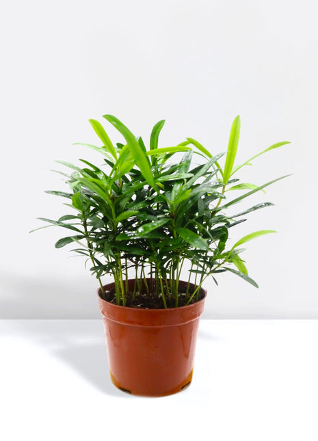 Conocarpus Plant  indoor– 30cm Height