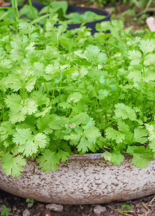 Coriander Agrimax Seeds