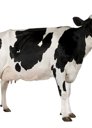 Cow Manure &#8220;Organic&#8221; 100% Natural Fertilizer 10,16 &#038; 25Kg سماد البقر