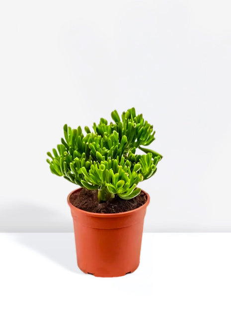 Crassula Ovata ‘Hobbit&#8217;