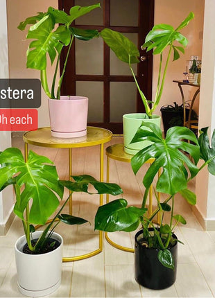Monstera PROMO