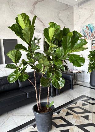 Fiddle XLarge Plant Promo