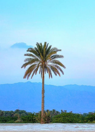 https://i0.wp.com/www.greensouq.ae/wp-content/uploads/2017/11/Date_palm_tree_balochistan_pakistan.jpg?fit=800%2C800&ssl=1