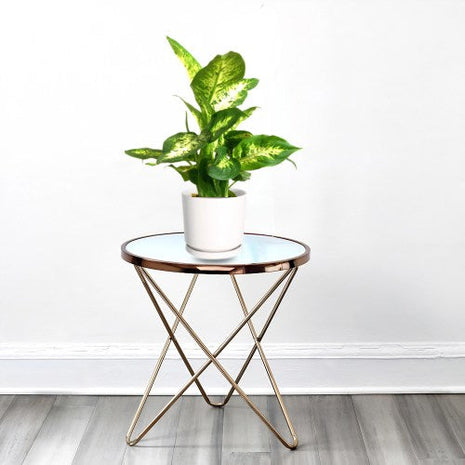 Strelitzia Nicolai or Bird of Paradise طائر الجنة in Black Fiber Pot 1.2-1.5m