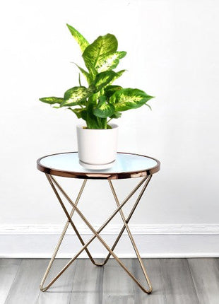 Scindapsus Marble Queen or Money Plant or Epipremnum aureum كرمة المال Success