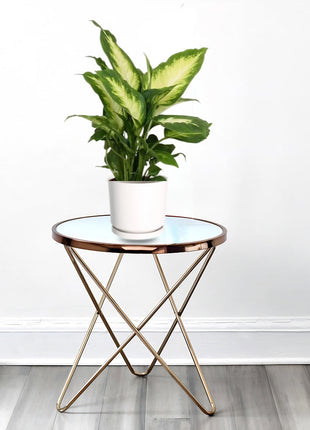 Dieffenbachia &#8216;Camilla&#8217; Dumb Cane Plant