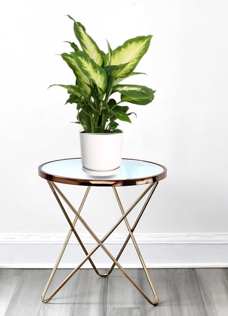 Dieffenbachia &#8216;Camilla&#8217; Dumb Cane Plant