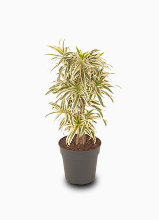 Dracaena Reflexa – Song of India