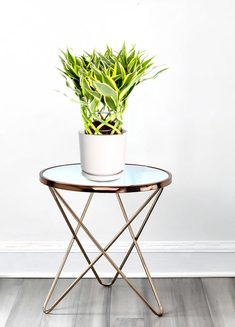 Dracaena Sanderiana | Ribbon Dracaena