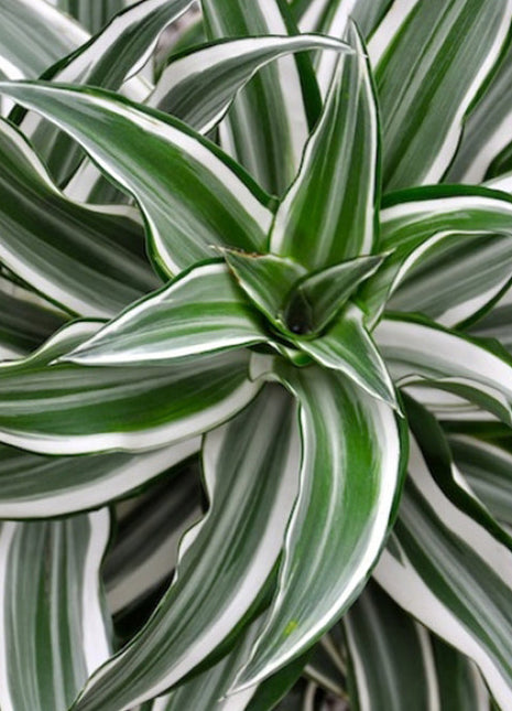 Dracaena Fragrans Deremensis &#8220;Warneckei&#8221;