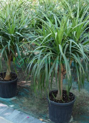Dracaena Draco, Drago or Dragon Tree
