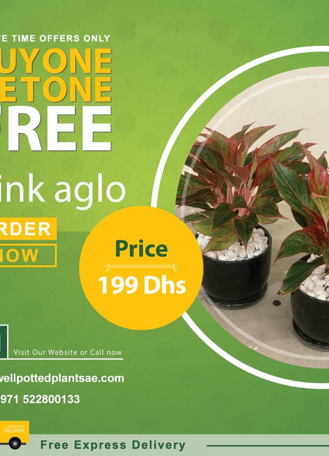 Pink Aglo in Plastic PROMO