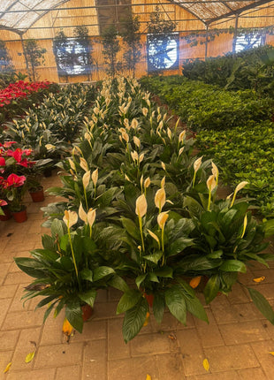 Peace Lily Premium Promo