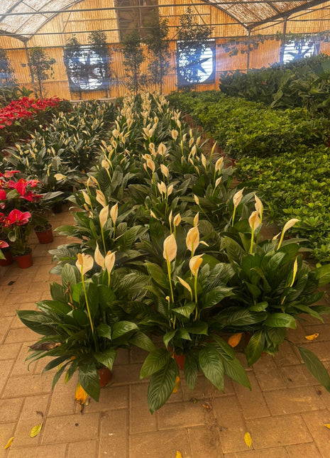 Peace Lily Premium Promo