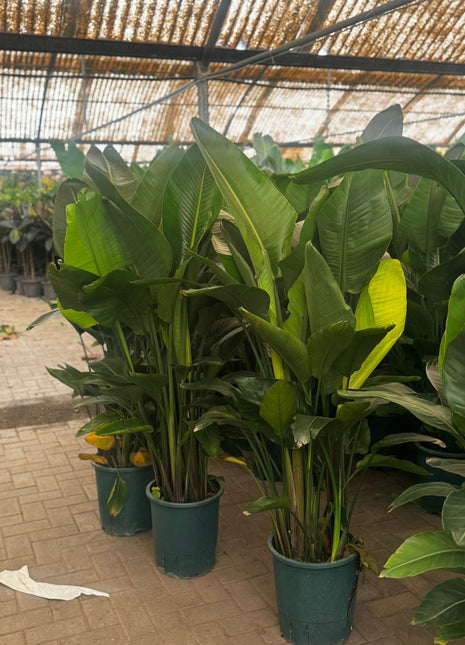 Birds of Paradise Promo