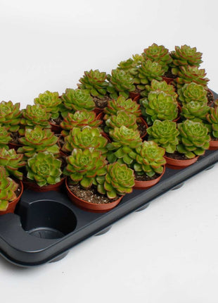 Echeveria Echeveria Afines