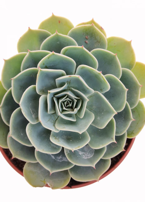 Echeveria Echeveria Glauca