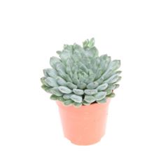 Echeveria  Succulent Echeveria rundelii