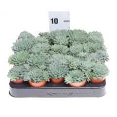 Echeveria  Succulent Echeveria rundelii