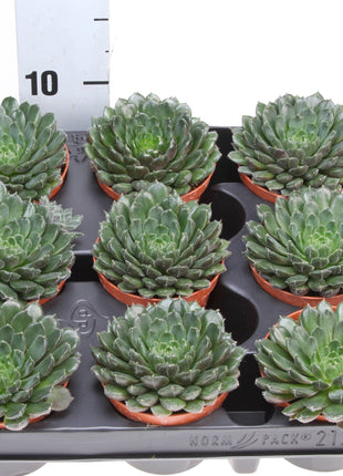 Echeveria Echeveria scorpio