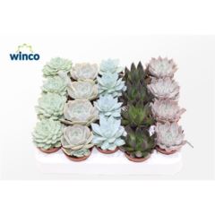 Echeveria mixed Echeveria mixed