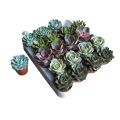 Echeveria mixed Echeveria mixed ,5 cm