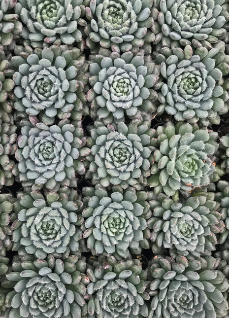 Echeveria  Succulent Echeveria rundelii