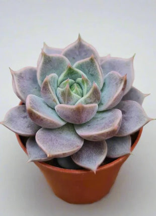 Echeveria_Echeveria_Hybrid_Marsic