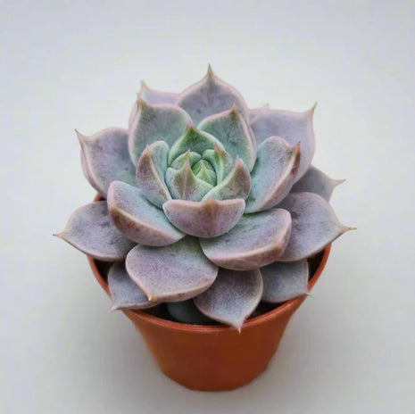 Echeveria_Echeveria_Hybrid_Marsic