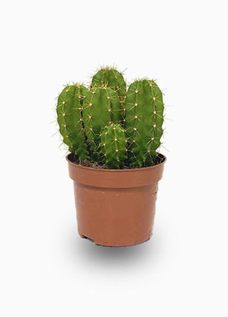 Echino Cactus