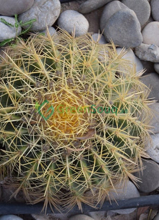 https://i0.wp.com/www.greensouq.ae/wp-content/uploads/2018/03/Echinocactus-grusonii-Golden-Barrel-Cactus-Mother-in-law-Cushion-greensouq.ae-4_marked.jpg?fit=720%2C660&ssl=1