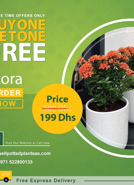 Ixora in Plastic Pot PROMO